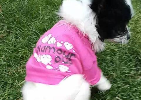Sweet Maltese Pomeranian Puppy