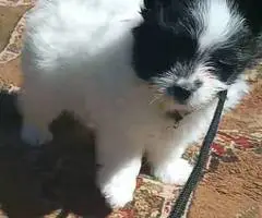 Sweet Maltese Pomeranian Puppy
