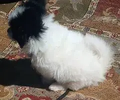Sweet Maltese Pomeranian Puppy