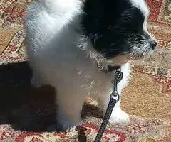 Sweet Maltese Pomeranian Puppy