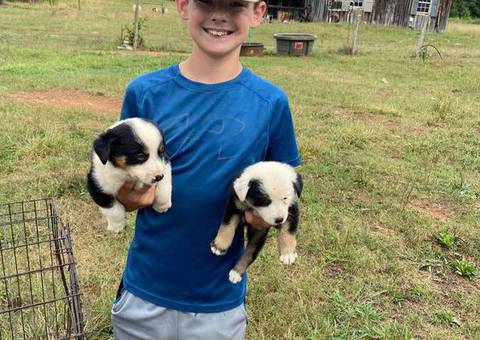 Border collie and Australian Shepherd cross