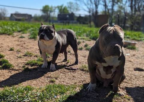 ABKC registered American Bully pups