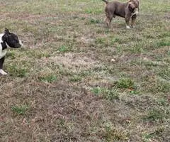 ABKC registered American Bully pups