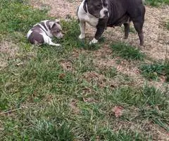 ABKC registered American Bully pups