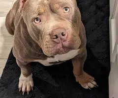 ABKC registered American Bully pups
