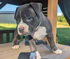 ABKC registered American Bully pups