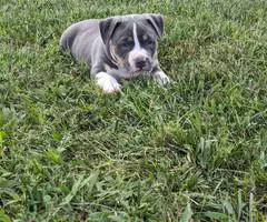 ABKC registered American Bully pups