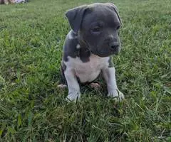 ABKC registered American Bully pups