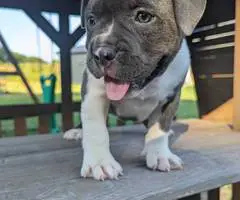 ABKC registered American Bully pups