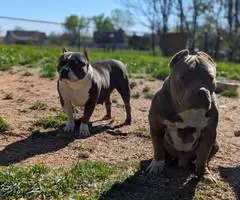 ABKC registered American Bully pups