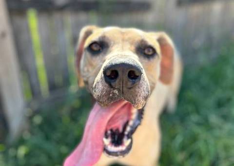 Great Dane puppy for adoption