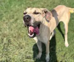 Great Dane puppy for adoption
