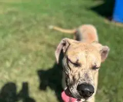 Great Dane puppy for adoption