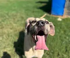 Great Dane puppy for adoption