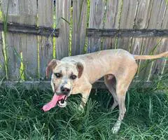 Great Dane puppy for adoption