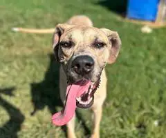 Great Dane puppy for adoption