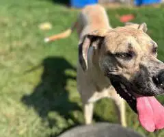 Great Dane puppy for adoption