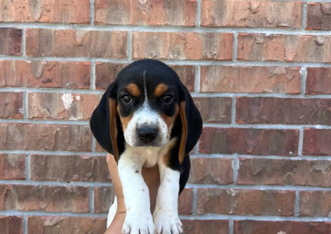 2 boy beagle pups need home