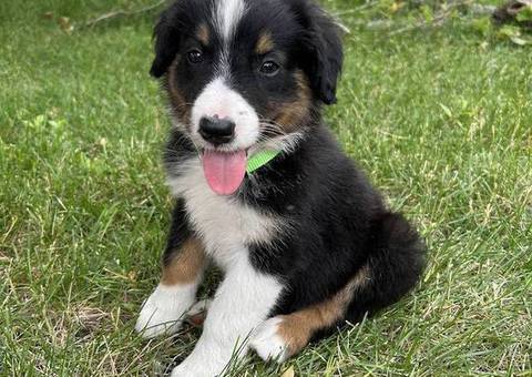 9 weeks old English Shepherd Puppies