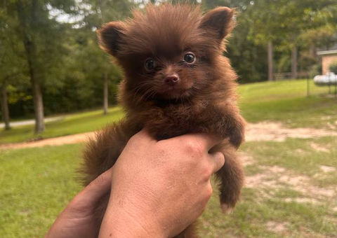 4 Chocolate Pomskies available