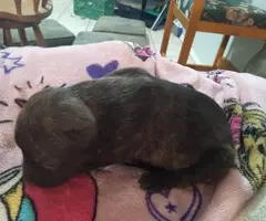 Beautiful brindle pitbull need loving home