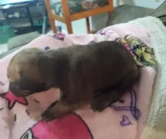 Beautiful brindle pitbull need loving home