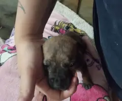Beautiful brindle pitbull need loving home