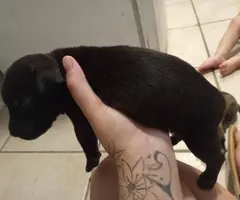 Beautiful brindle pitbull need loving home