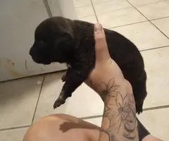 Beautiful brindle pitbull need loving home