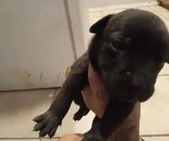 Beautiful brindle pitbull need loving home