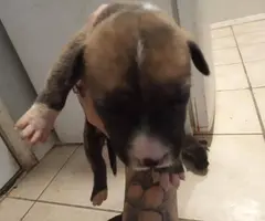 Beautiful brindle pitbull need loving home