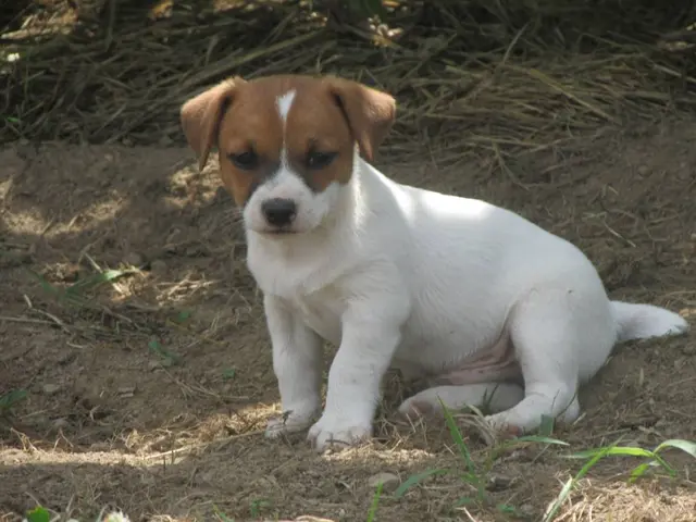 Jack Russell puppies for sale