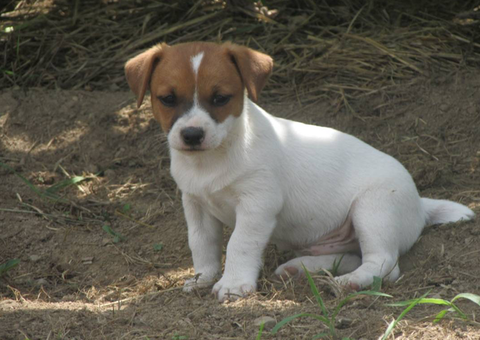 Jack Russell puppies for sale