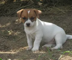 Jack Russell puppies for sale in - Puppies for Sale Near Me