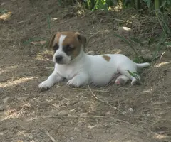 Jack Russell puppies for sale
