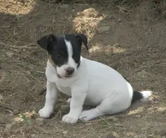 Jack Russell puppies for sale