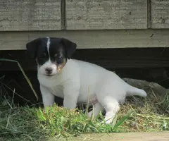 Jack Russell puppies for sale