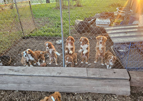 4 male and 1 female Mini Australian Shepherd puppies