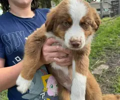 4 male and 1 female Mini Australian Shepherd puppies