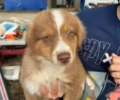 4 male and 1 female Mini Australian Shepherd puppies