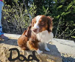 4 male and 1 female Mini Australian Shepherd puppies