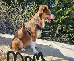 4 male and 1 female Mini Australian Shepherd puppies