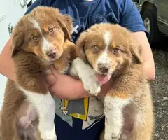 4 male and 1 female Mini Australian Shepherd puppies