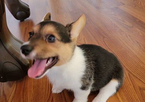 AKC purebred Pembroke Welsh Corgi puppies for sale
