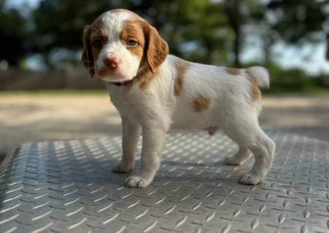 Brittany puppies available for sale