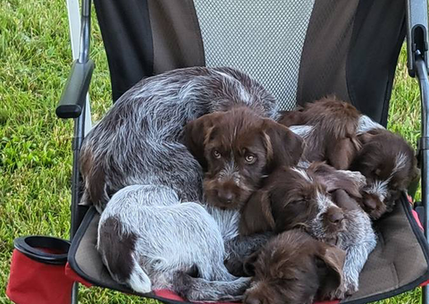Pure bred wire haired griffon puppies