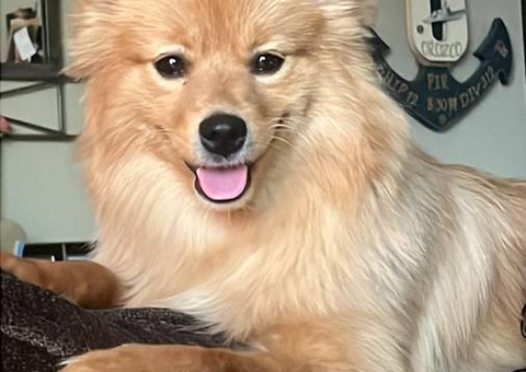 2 Pomeranian pups for sale