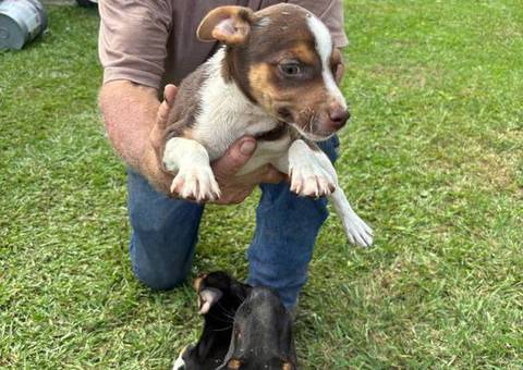 2024 Treeing Feist puppies