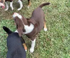 2024 Treeing Feist puppies