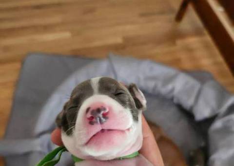 Baby Italian greyhounds for sale